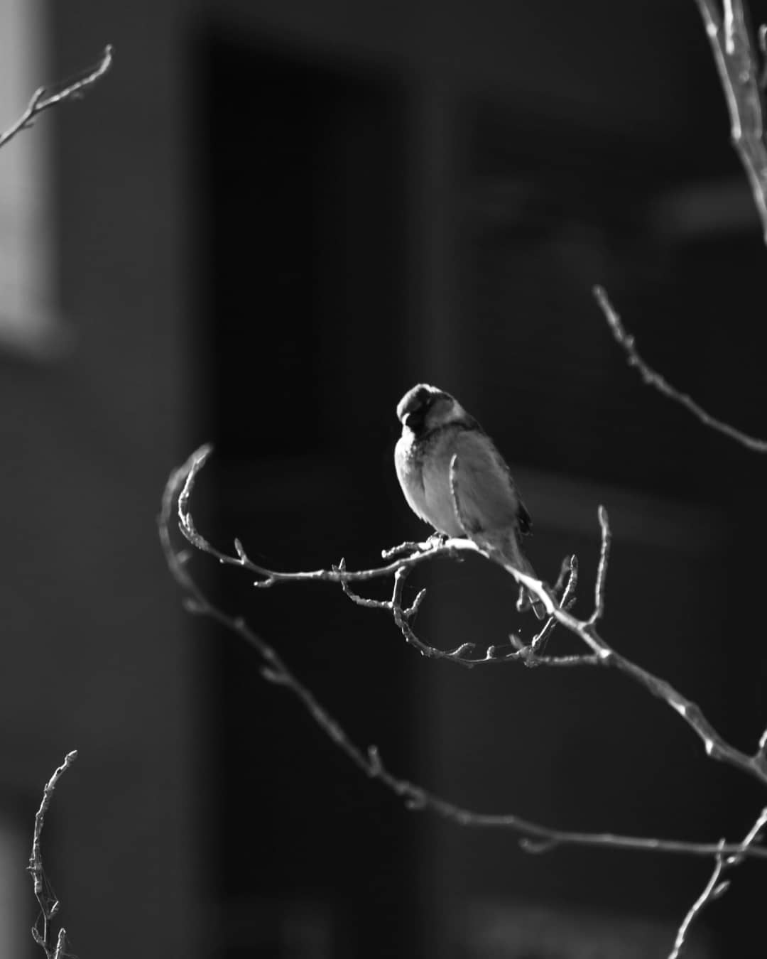 Pequeño gorrión posado en la rama de árbol.